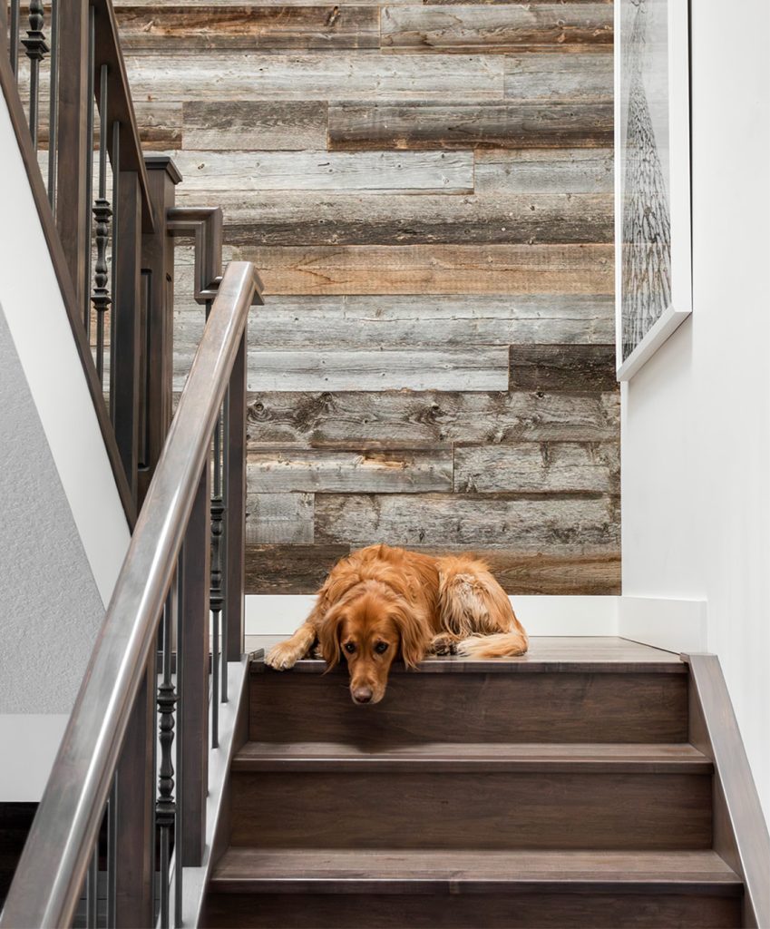 Golden retriever sleeping a stairwell landing in a newly renovated home.