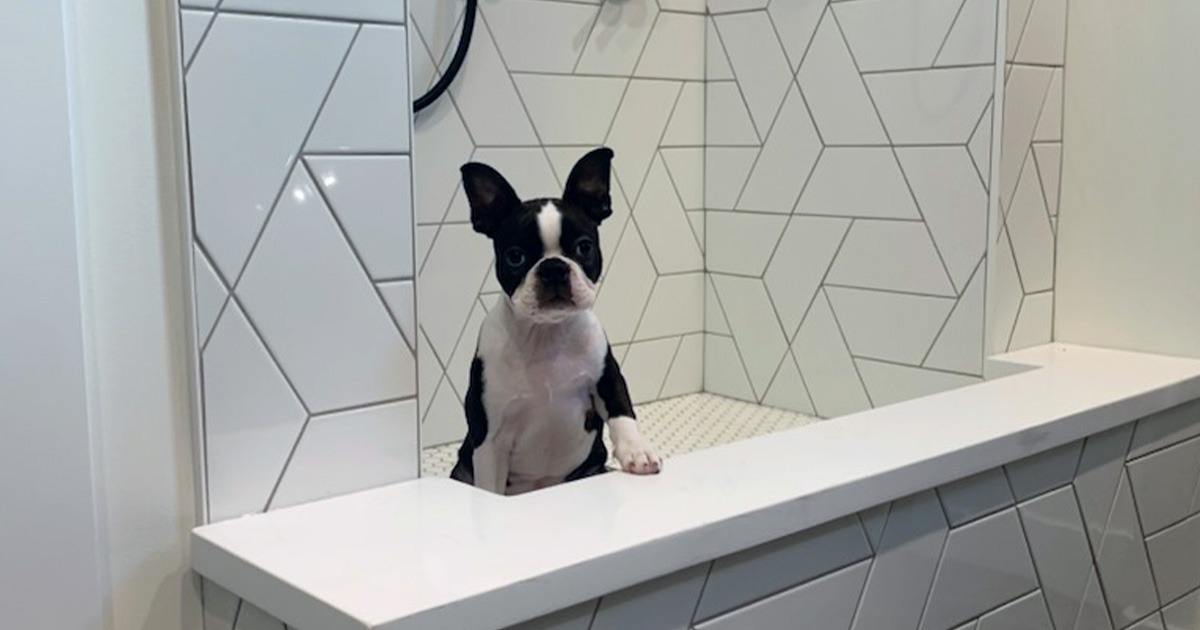 A dog in a bathtub.